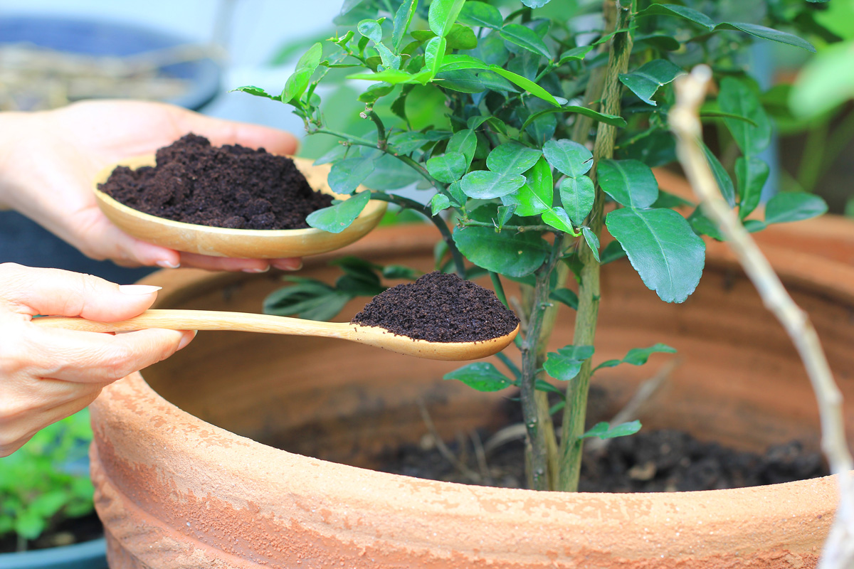 excepto por Publicidad tornillo 5 formas de preparar fertilizantes caseros para tus plantas - Armony