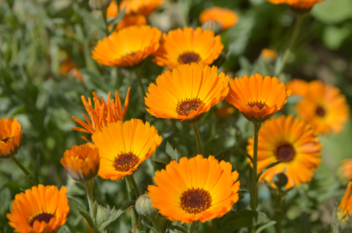 7 Flores de jardín para primavera - Armony