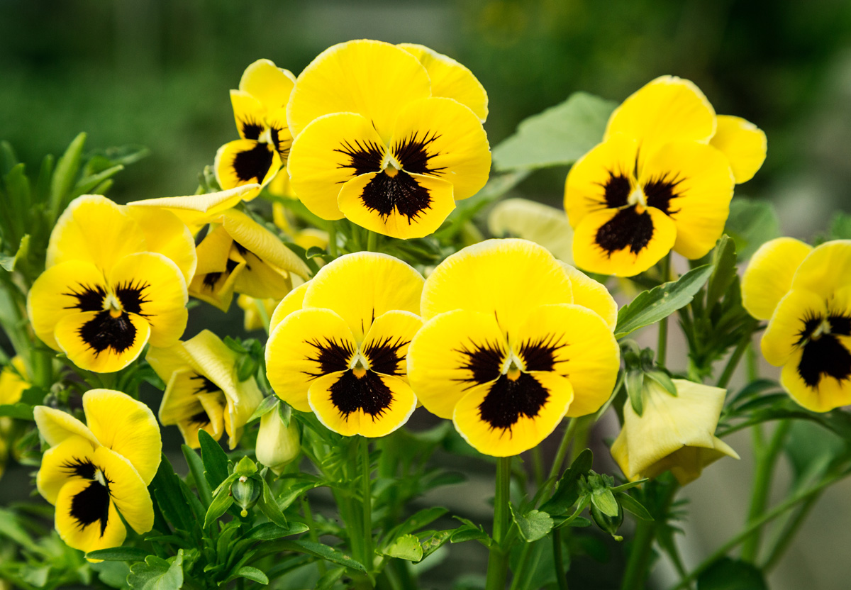 7 Flores de jardín para primavera - Armony