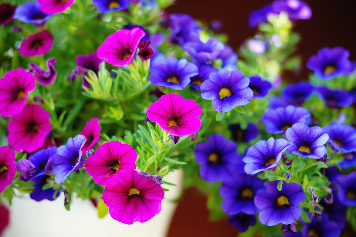 7 Flores de jardín para primavera - Armony