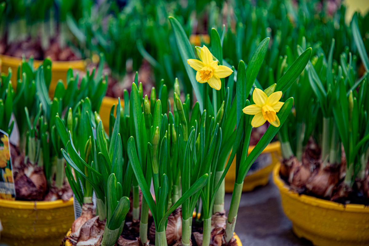 Plantar en primavera - Armony