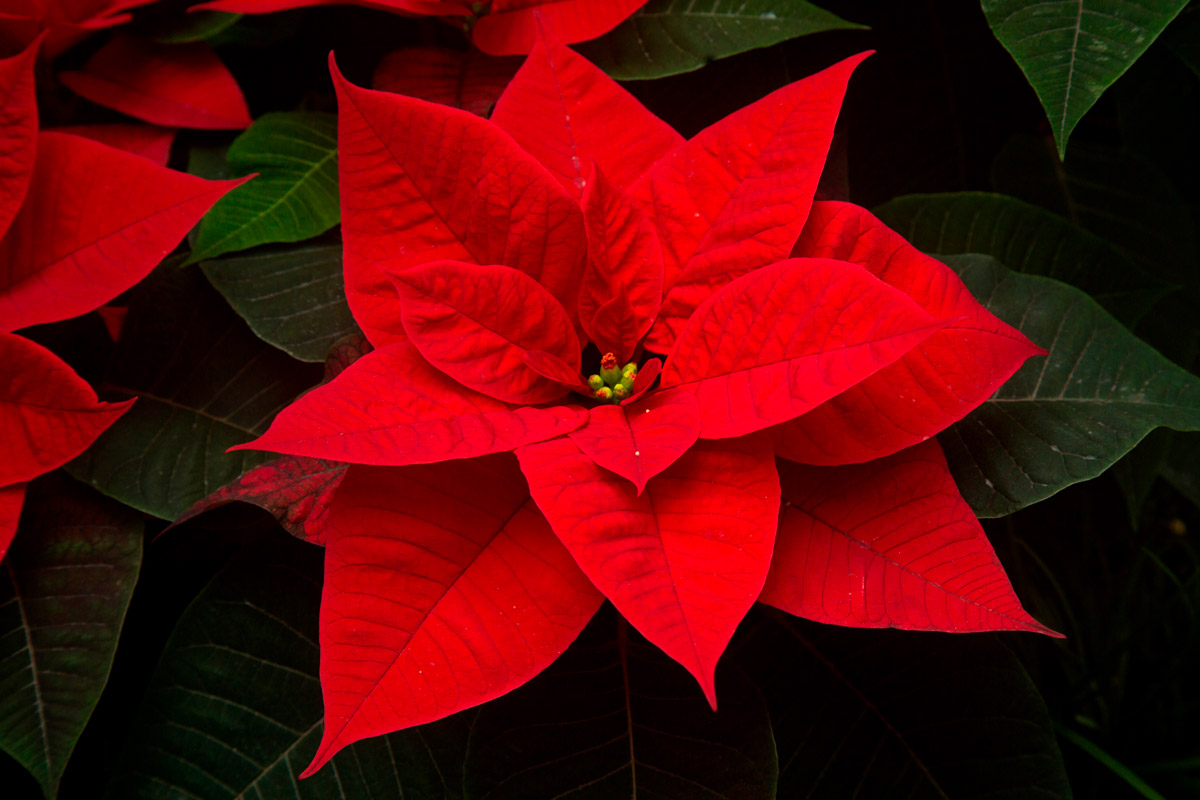 4 tipos de plantas navideñas para tu casa - Armony
